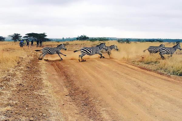 A herd of zebra run past members of Rongai Athletics Club during a training run at Nairobi National Park (Malcolm Anderson)