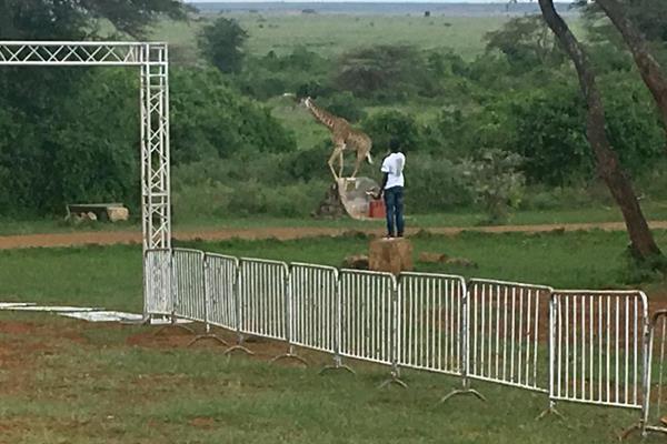 Organisers prepare the course for the IAAF Run 24-1 event in Nairobi National Park (Organisers)