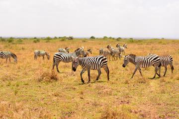 Zebras listening in on the Keino pre-meet press conference at Nairobi National Park (Organisers)